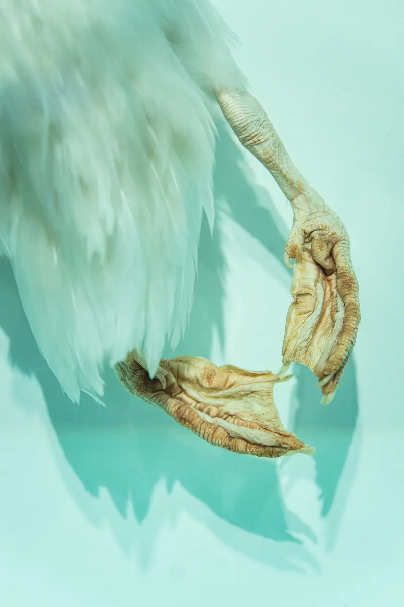 Bird Talons Suspended in Blue-Green Abstract Composition