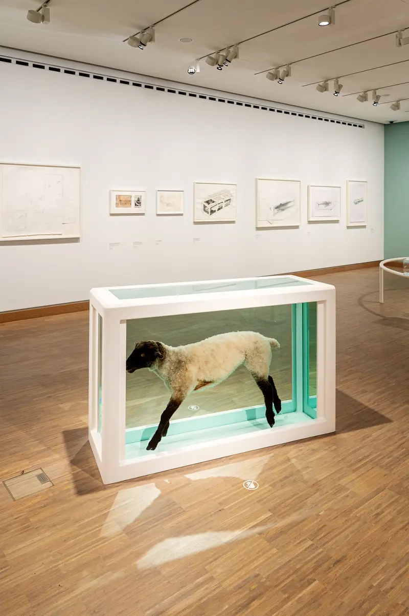 Taxidermied Lamb in Glass Display Case at Contemporary Art Gallery