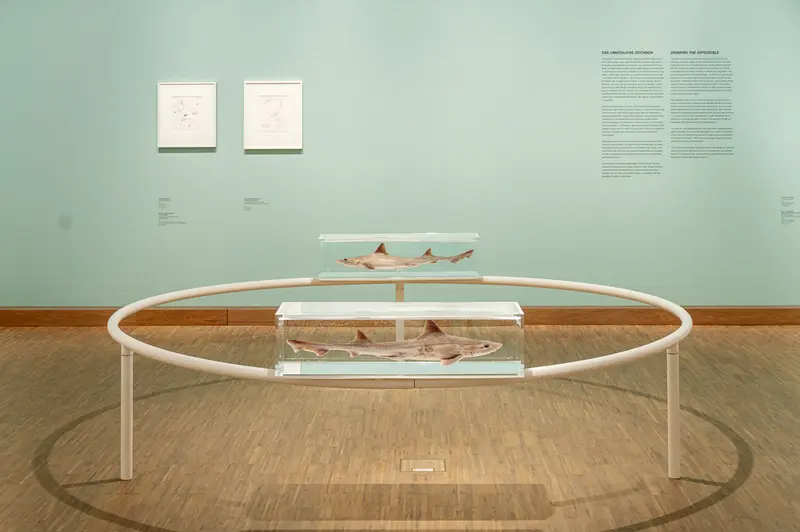 Museum Installation Displaying Sharks in Minimalist Glass and Metal Display Case