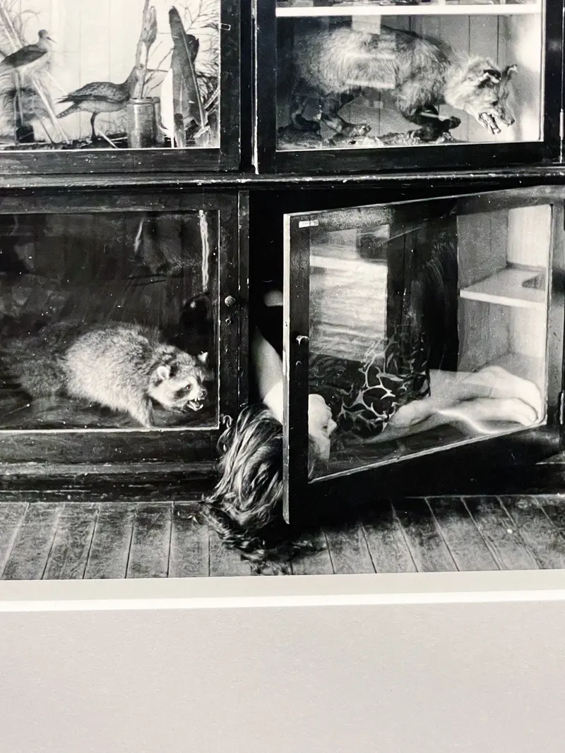 Multiple Views of Animals in Laboratory Cages: Black and White Archival Study