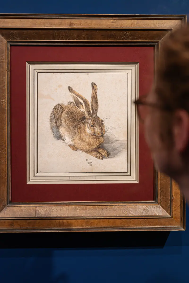 Visitor Viewing Albrecht Dürer's Young Hare at Museum Exhibition