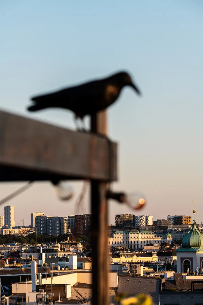 Crow silhouetted on Vienna rooftop above Belvedere Palace during the 12 August 2026 solar eclipse